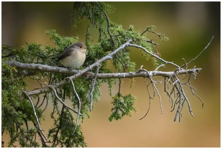 Mindre Flugsnappare - (Red-breasted Flycatchere) - på hösten som sitter på en gran av en