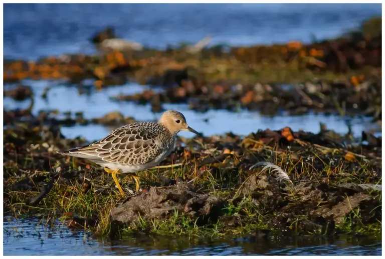 Prärielöpare - Buff-breasted Sandpiper