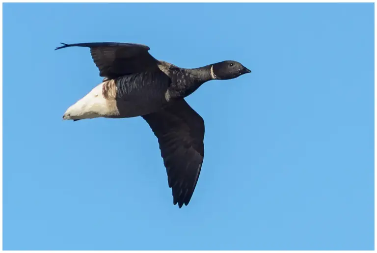 Prutgås - (Brent Goose)