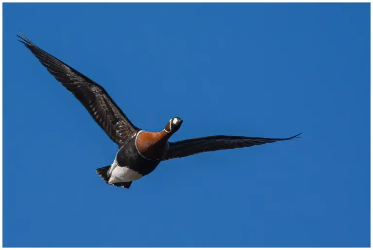 Rödhalsad Gås - Red-breated Goose