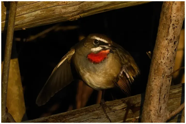 Rubinnäktergal - (Siberian Rubythroat)