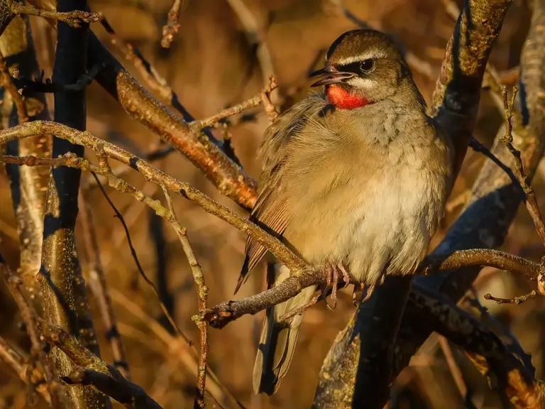 Rubinnäktergal - (Siberian Rubythroat)