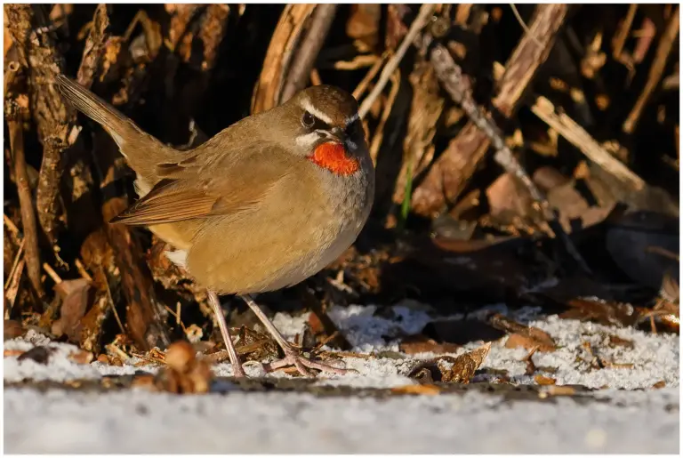 Rubinnäktergal - (Siberian Rubythroat)