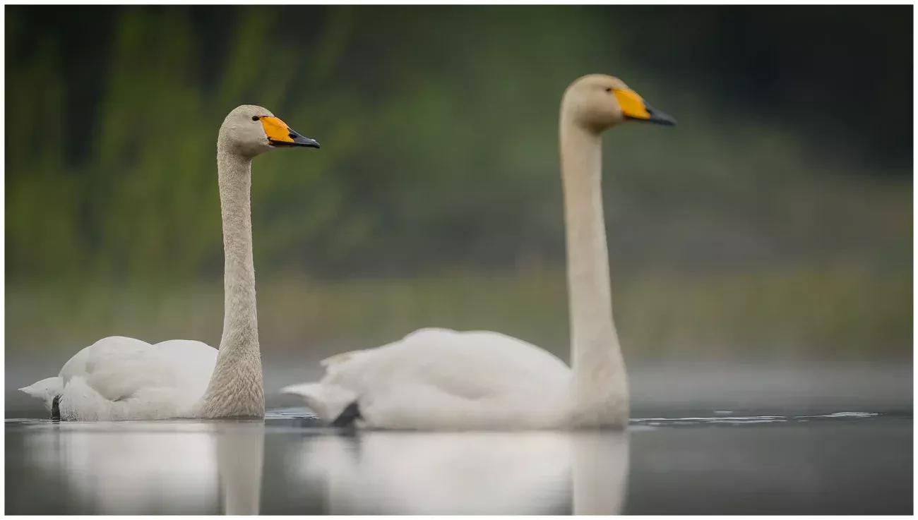 Sångsvan - Whooper Swan - ett par som simmar tillsammans en tidig morgon