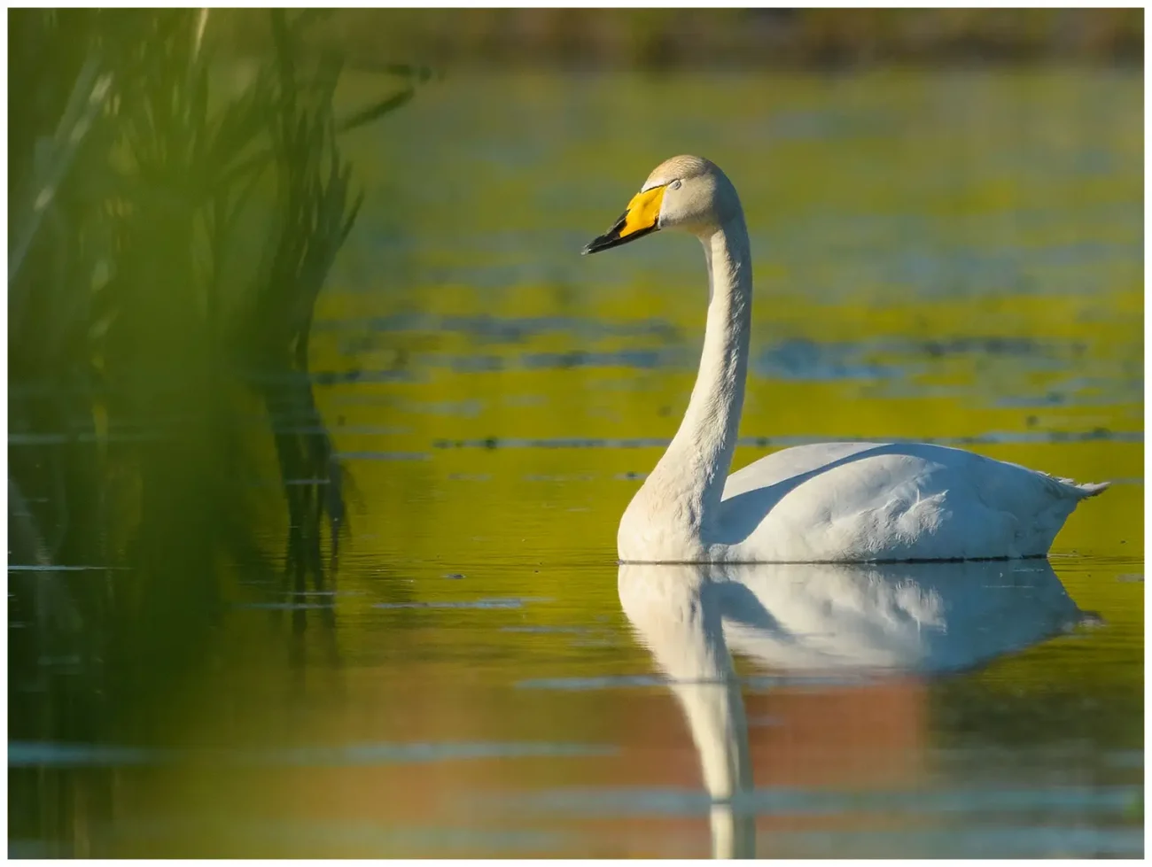 Sångsvan - Whooper Swan - i en damm och blundar
