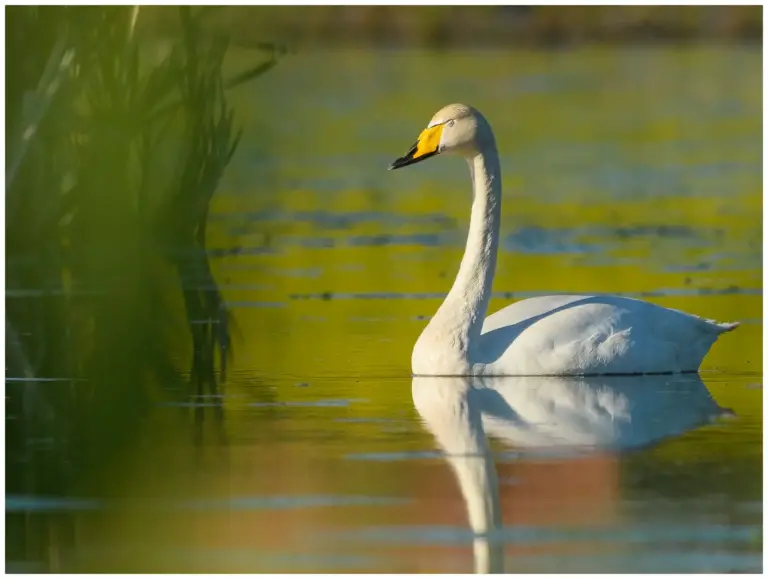 sångsvan - (whooper swan)