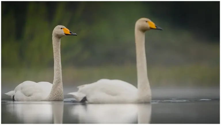 sångsvan - (whooper swan) - ett par simmar i en våtmark