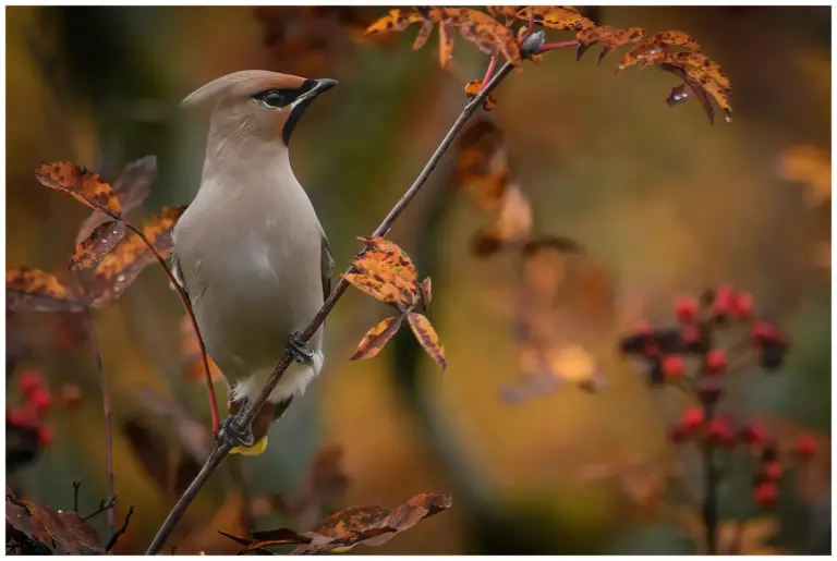 Sidensvans - Waxwing sitter på en gren i rönnbärsträd med höstfärger