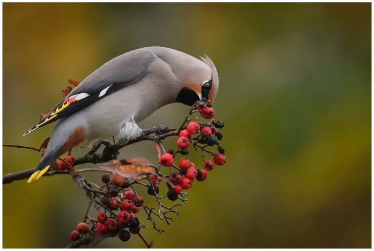 Sidensvans - Waxwing äter rönnbär