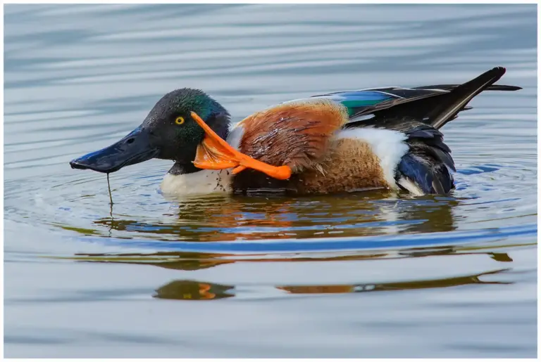 Skedand - Northern Shoveler