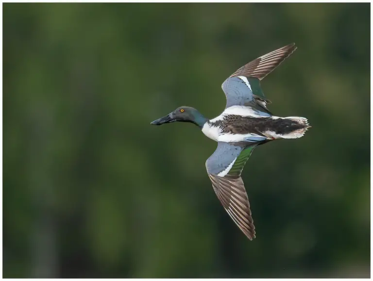 Skedand - Northern Shoveler