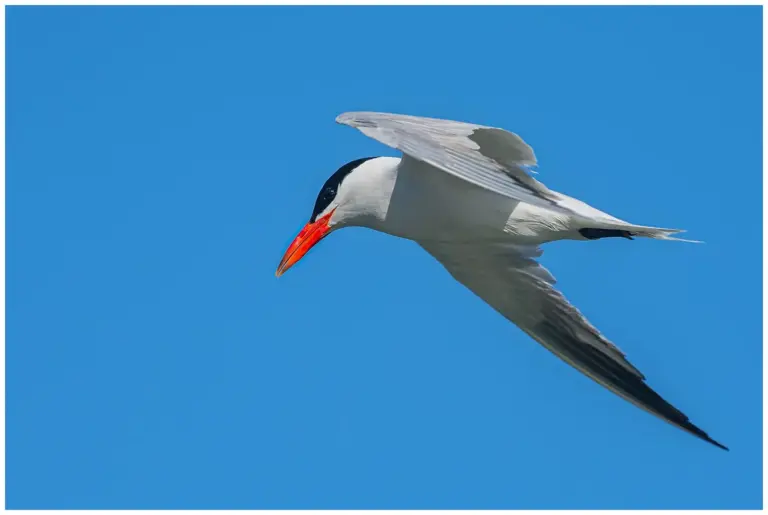 Skräntärna - (Caspian Tern)