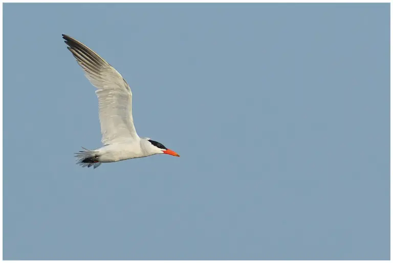 Skräntärna - (Caspian Tern)