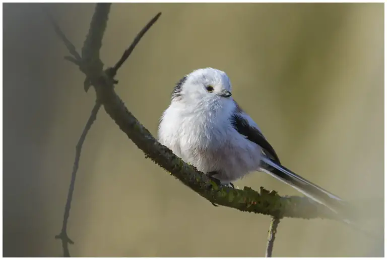 Stjärtmes - (Long-tailed Tit)