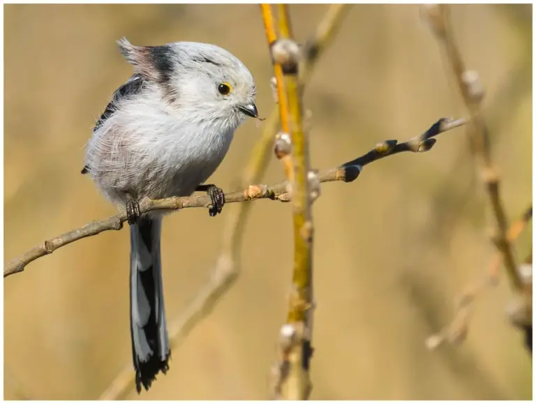 Stjärtmes - (Long-tailed Tit)