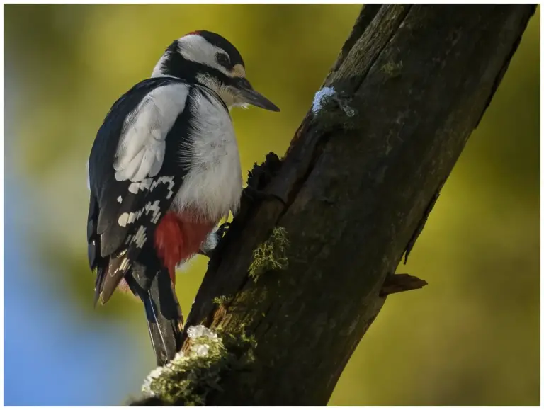 Större Hackspett - (Great Spotted Woodpecker)