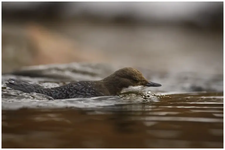 Strömstare - (White-throated Dipper) - simmar i vattnet