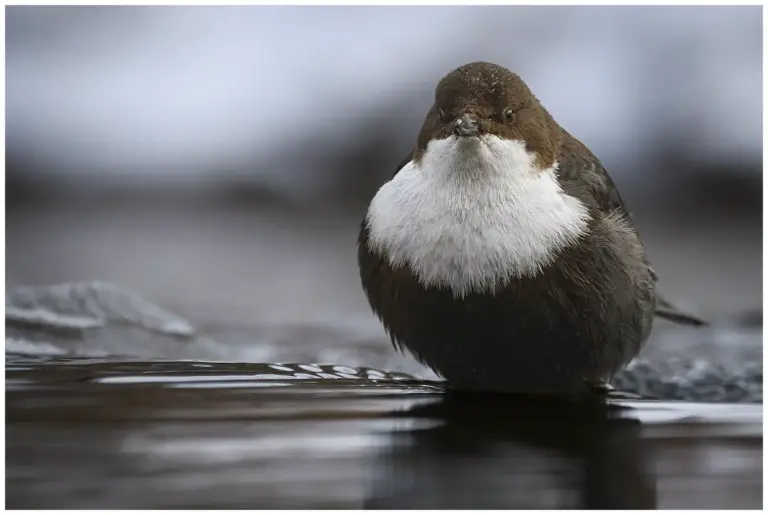 Strömstare - (White-throated Dipper)