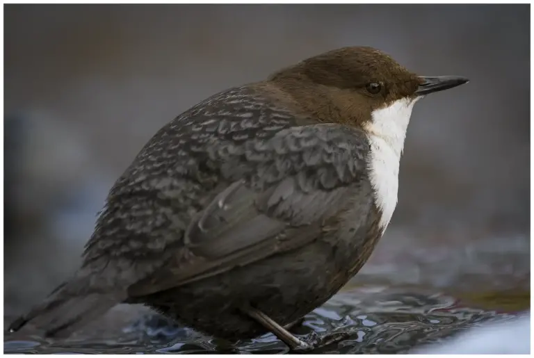 Strömstare - (White-throated Dipper)