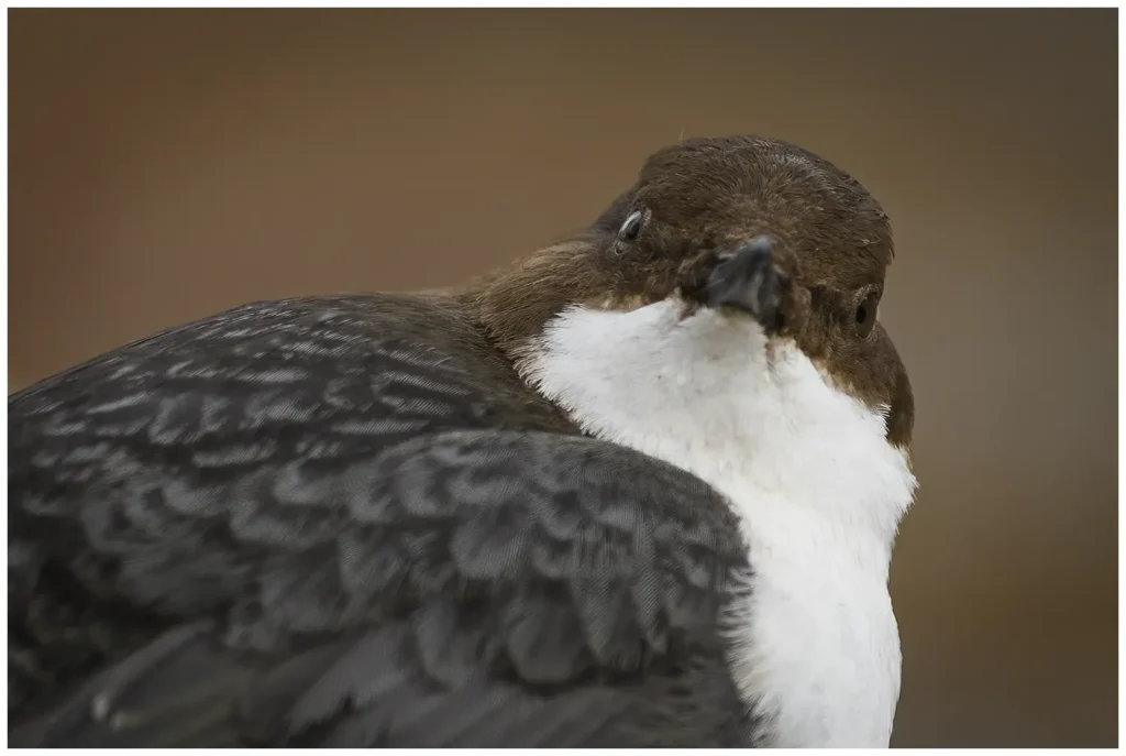Tips för fågelfotografering tips för fågelfotografering, kort skärpedjup