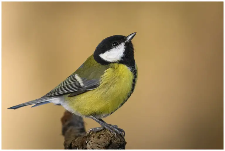 Talgoxe - (Great Tit)