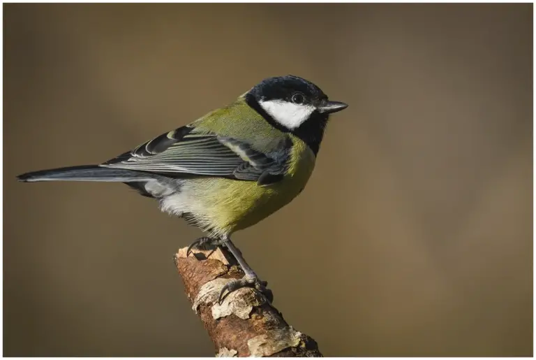 Talgoxe - (Great Tit)