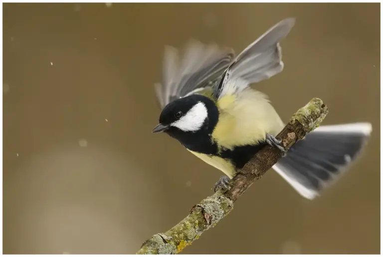 Talgoxe - (Great Tit)