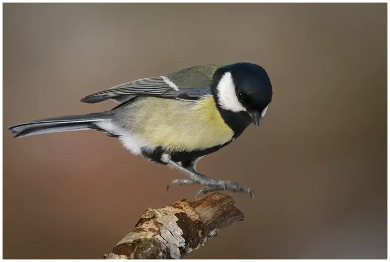 Talgoxe - (Great Tit)