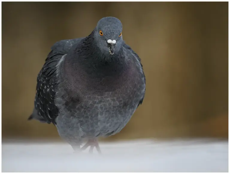 tamduva med lysande oranga ögon går i snö framåt