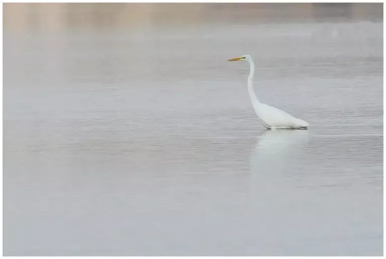 Ägretthäger Great white Heron går i vattnet som döljer benen