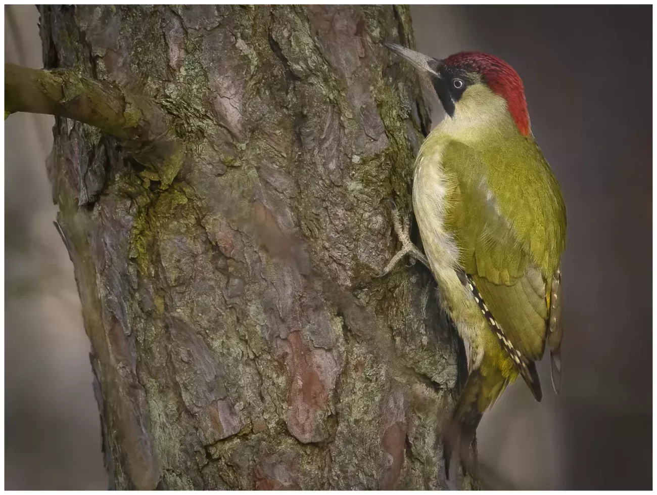 Gröngöling - Green Woodpecker - på en trädstam och letar efter föda