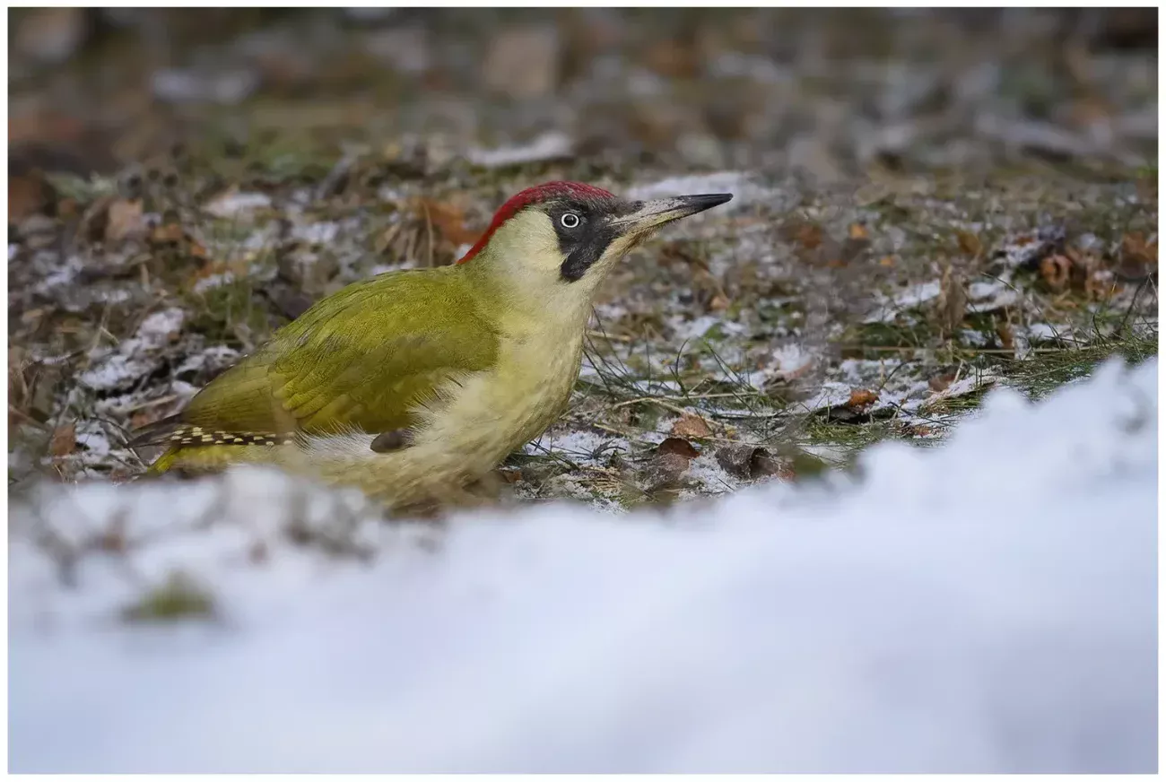 Gröngöling - Green Woodpecker - hane sitter på marken i snö