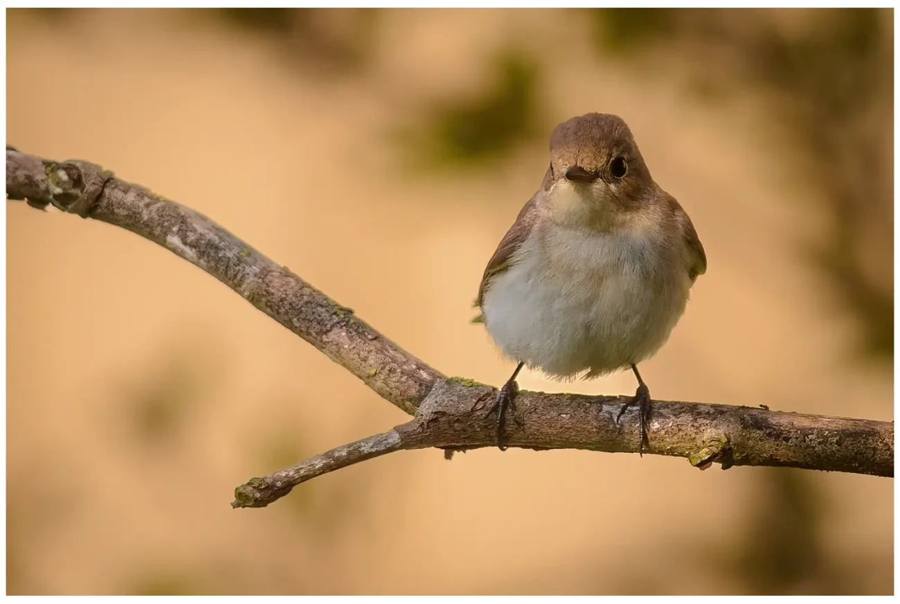 Mindre Flugsnappare - (Red-breasted Flycatcher) - honfärgad på en gren