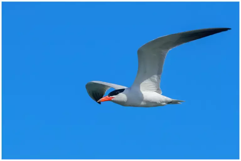 Skräntärna - (Caspian Tern)