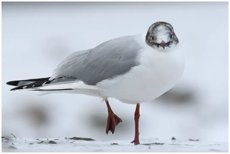 Skrattmås - (Black-headed Gull) - adult fågel i snö