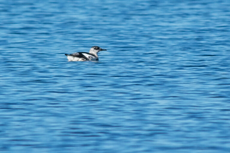 Tobisgrissla - (Black Guillemot)