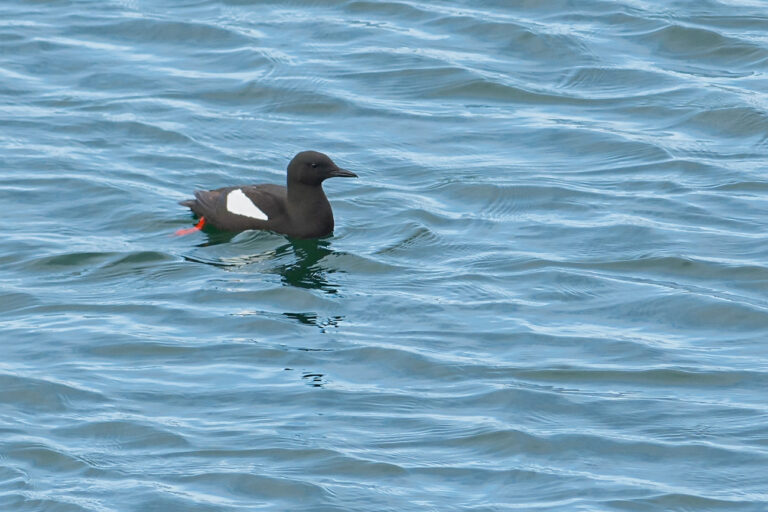 Tobisgrissla - (Black Guillemot) - simmande