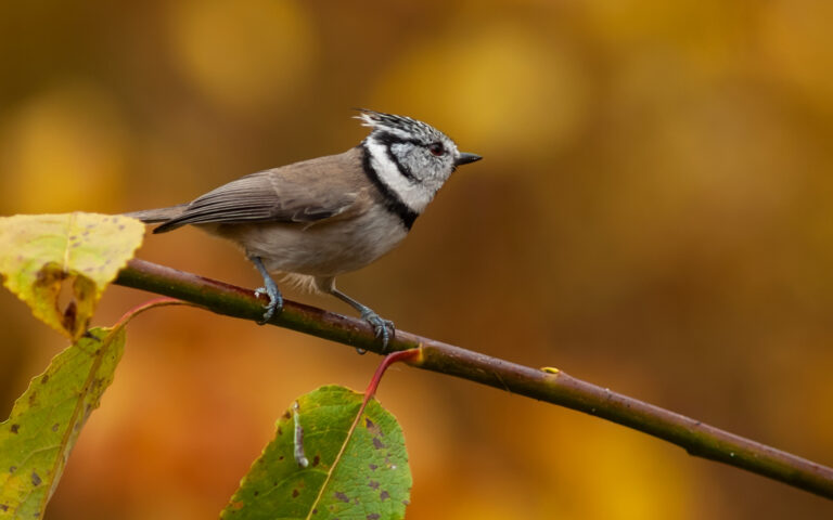 Tofsmes - (Crested Tit)