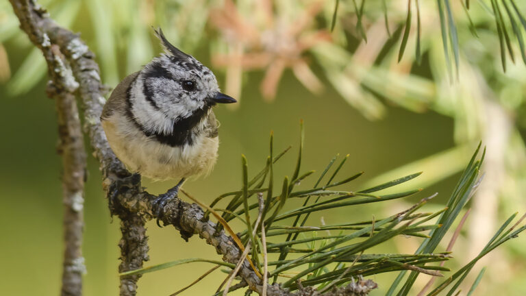 Tofsmes - (Crested Tit)