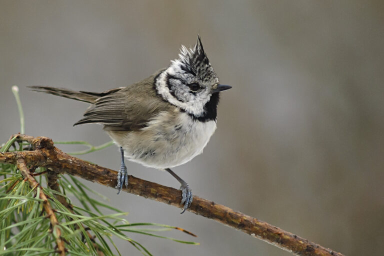 Tofsmes - (Crested Tit)