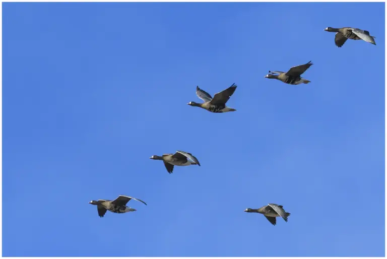 Bläsgås - Greater White-fronted Goose