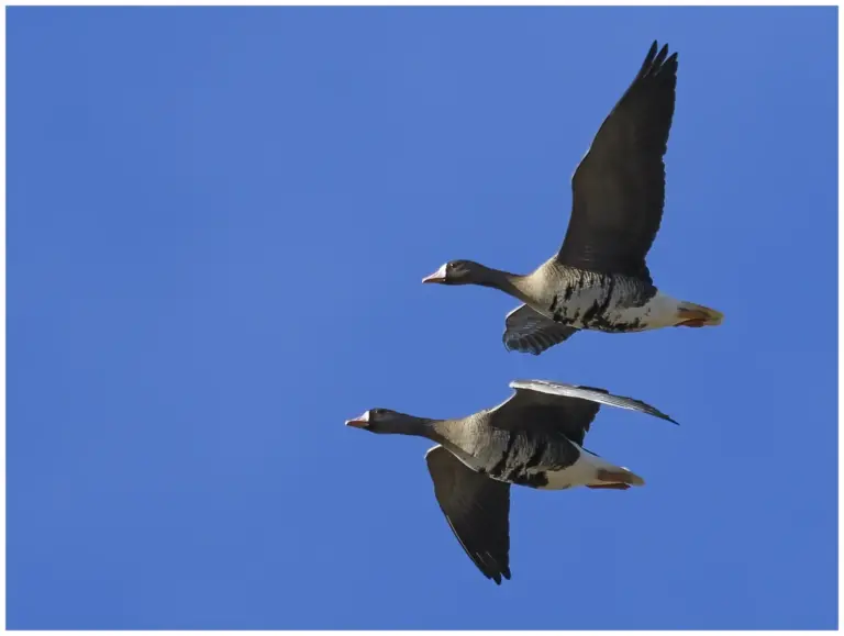 Bläsgås - Greater White-fronted Goose