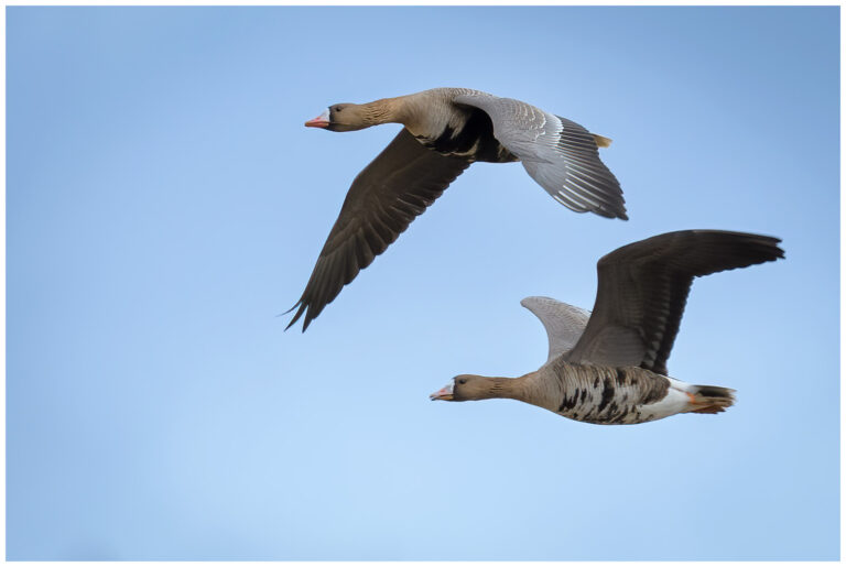 Bläsgås - Greater White-fronted Goose