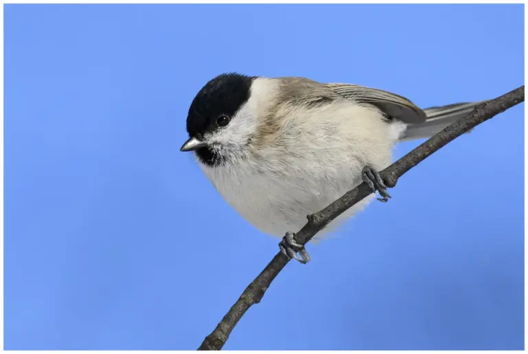 Entita - (Marsh Tit)