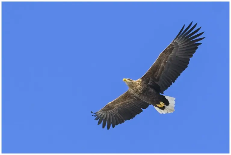 Havsörn en adult som flyger mot blå himmel