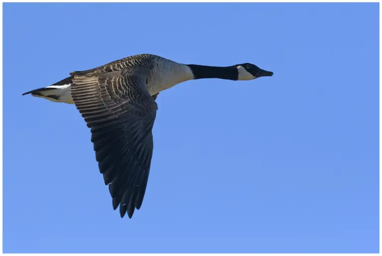 kanadagås - canada goose- branta canadensis