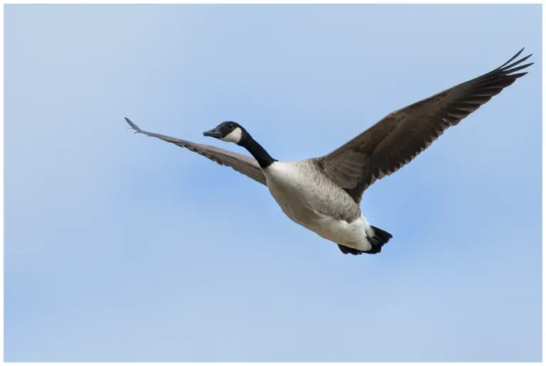 kanadagås - canada goose- branta canadensis