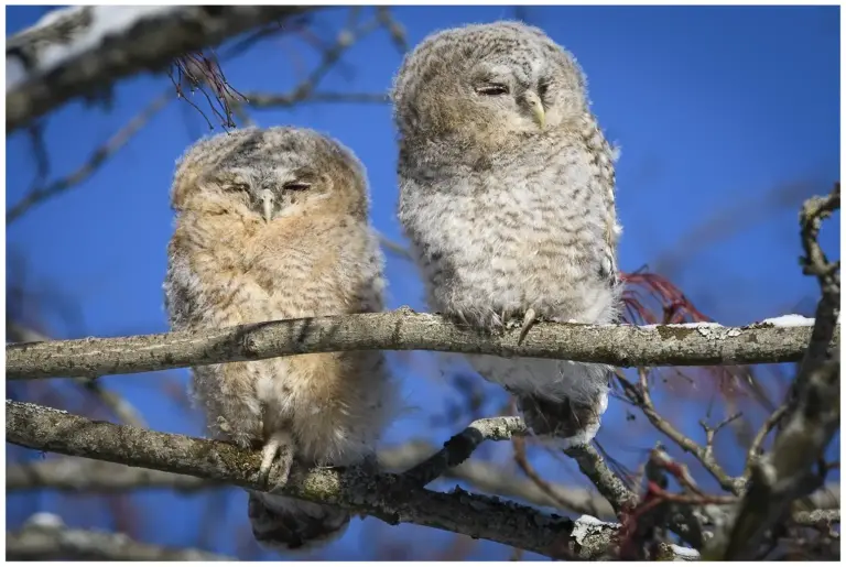 Kattuggla - (Tawny Owl) 2 ungfåglar