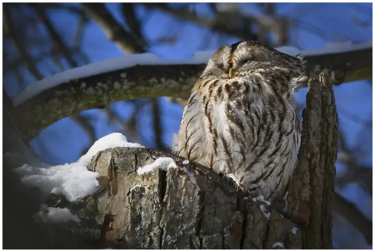 Kattuggla - (Tawny Owl)