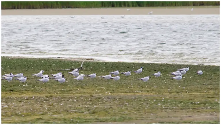 Kentsk Tärna - (Sandwich Tern)